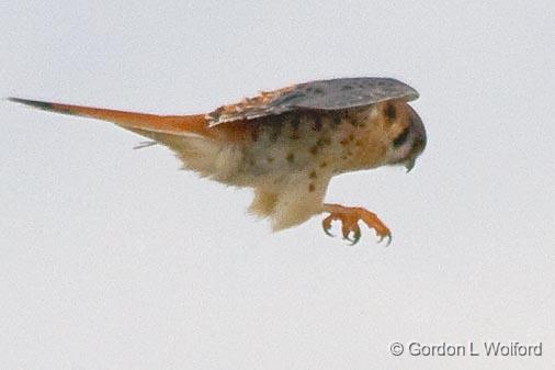 Kestrel In Flight_29373crop.jpg - American Kestrel (Falco sparverius) photographed near Port Lavaca, Texas, USA.